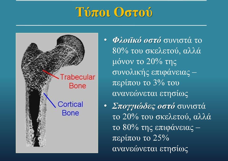 ανανεώνεται ετησίως Σπογγιώδες οστό συνιστά το 20% του