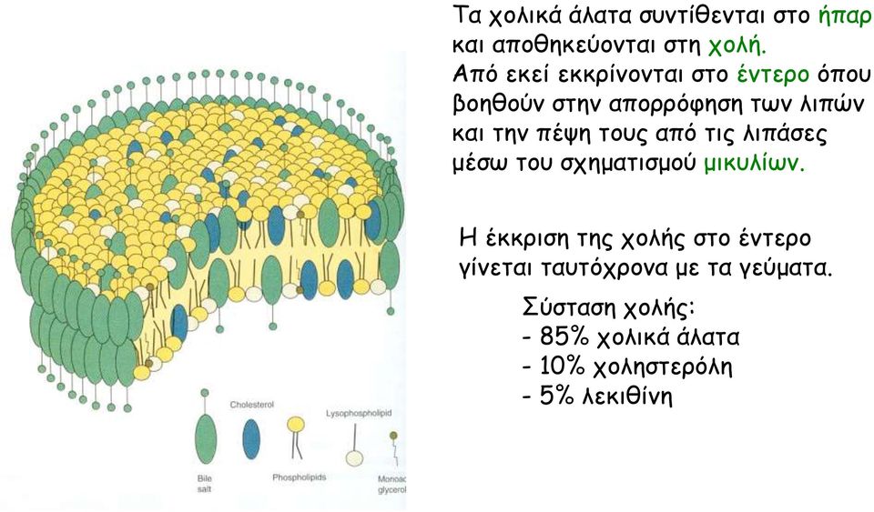 πέψη τους από τις λιπάσες μέσω του σχηματισμού μικυλίων.