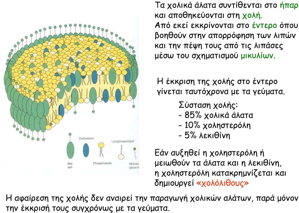 Η έκκριση της χολής στο έντερο γίνεται ταυτόχρονα με τα γεύματα.