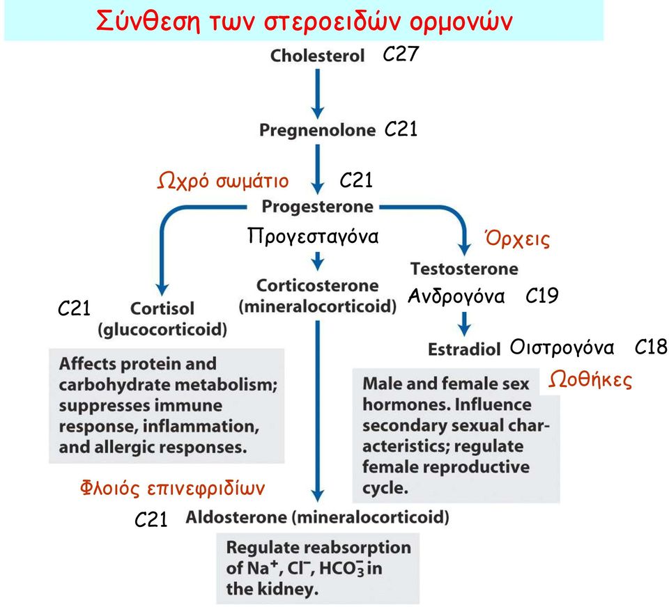 Όρχεις C21 Ανδρογόνα C19