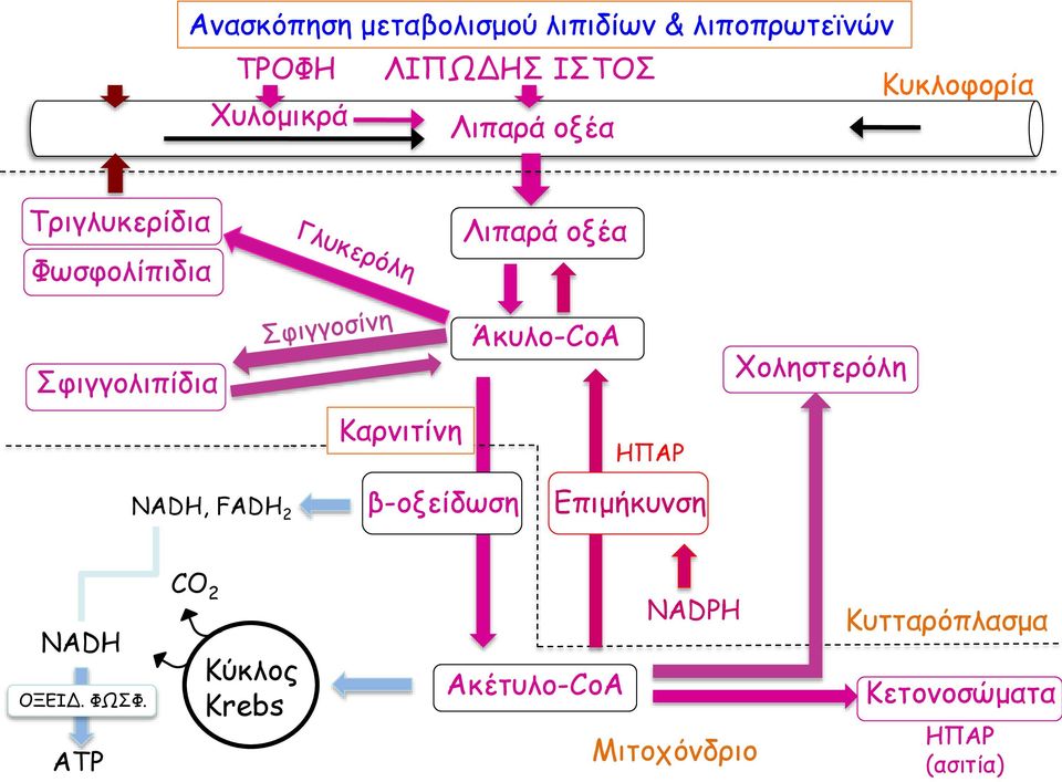 Χοληστερόλη Καρνιτίνη ΗΠΑΡ NADH, FADH 2 β-οξείδωση Επιμήκυνση NADH ΟΞΕΙΔ. ΦΩΣΦ.