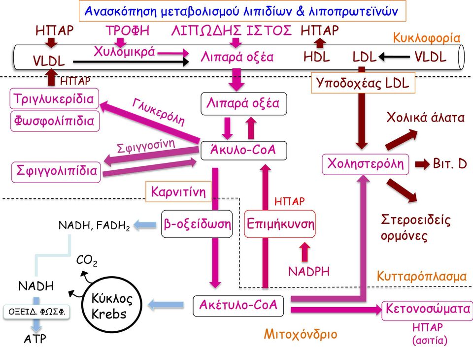 Σφιγγολιπίδια Άκυλο-CoA Χοληστερόλη Βιτ.