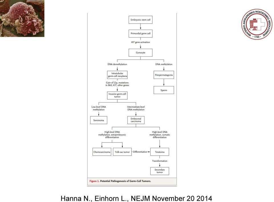 L., NEJM