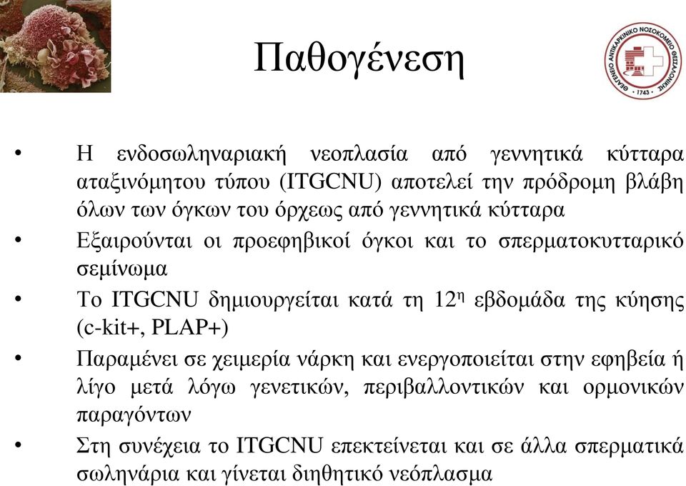 12 η εβδομάδα της κύησης (c-kit+, PLAP+) Παραμένει σε χειμερία νάρκη και ενεργοποιείται στην εφηβεία ή λίγο μετά λόγω γενετικών,