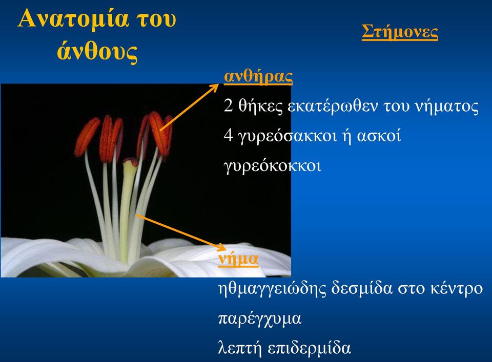 γυρεόσακκοι ή ασκοί γυρεόκοκκοι νήμα