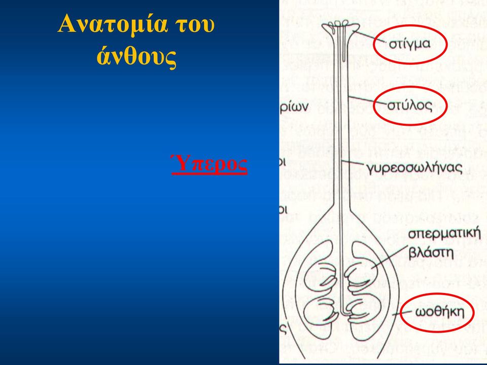 άνθους