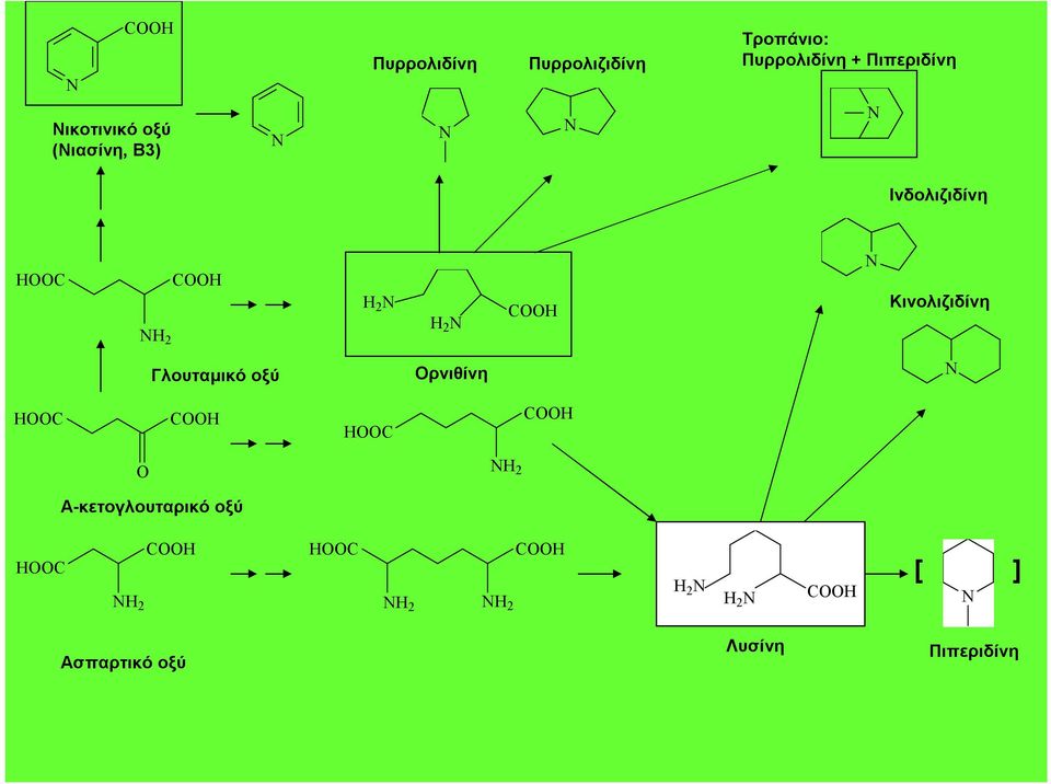 Κινολιζιδίνη Γλουταμικό οξύ Ορνιθίνη N HOOC COOH HOOC COOH O NH 2