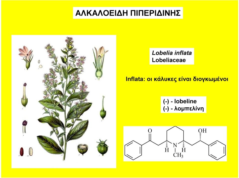 κάλυκες είναι διογκωμένοι (-) -