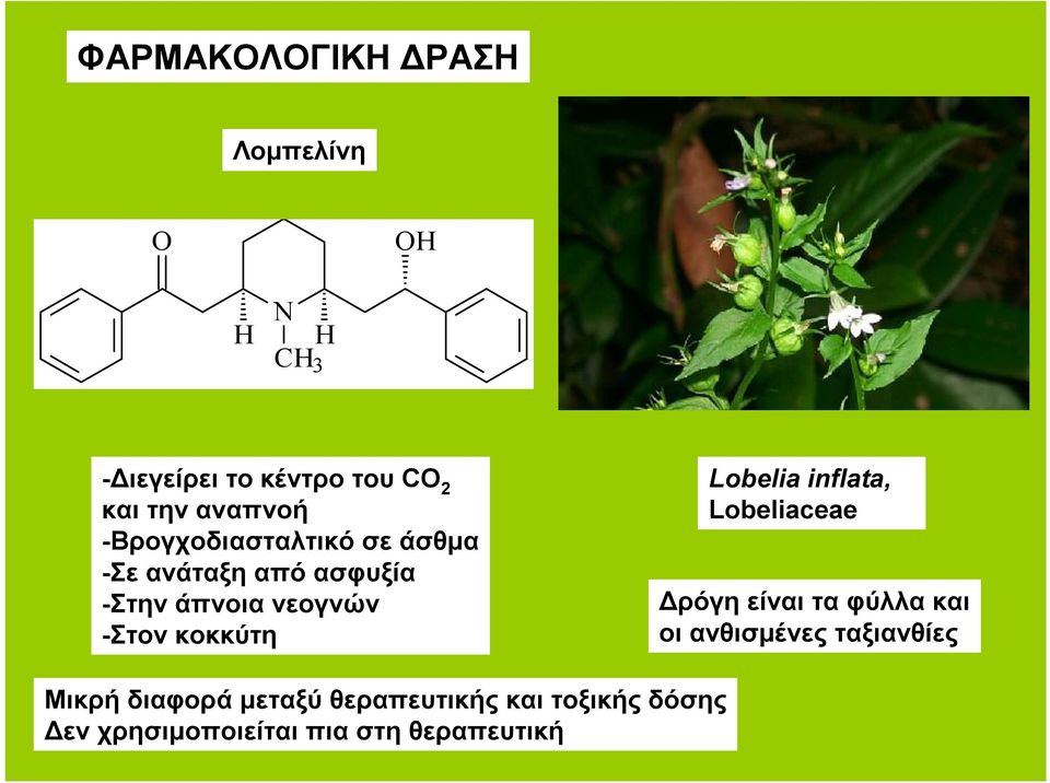 κοκκύτη Lobelia inflata, Lobeliaceae Δρόγη είναι τα φύλλα και οι ανθισμένες ταξιανθίες