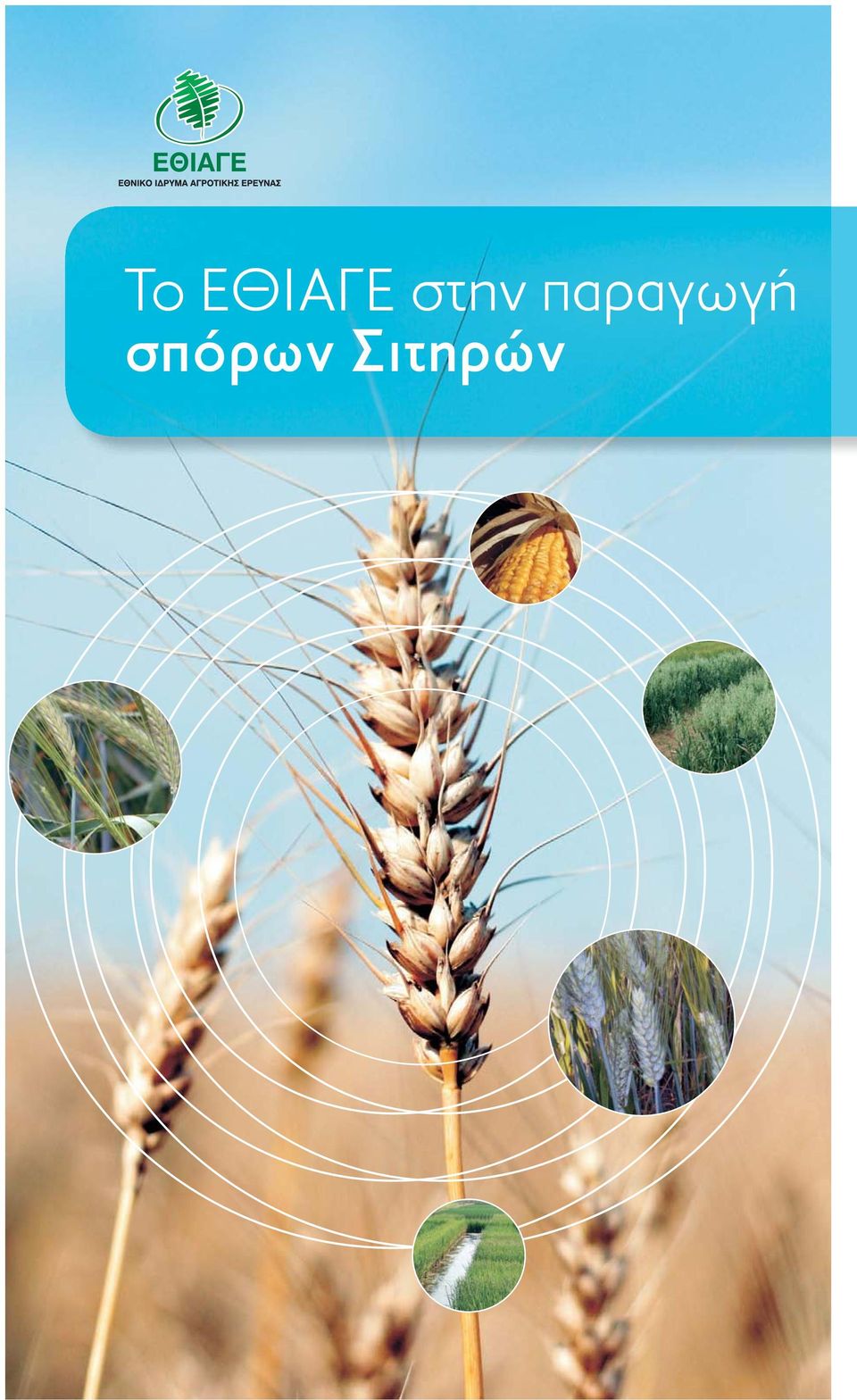 Το ΕΘΙΑΓΕ στην παραγωγή σπόρων Σιτηρών - PDF ΔΩΡΕΑΝ Λήψη