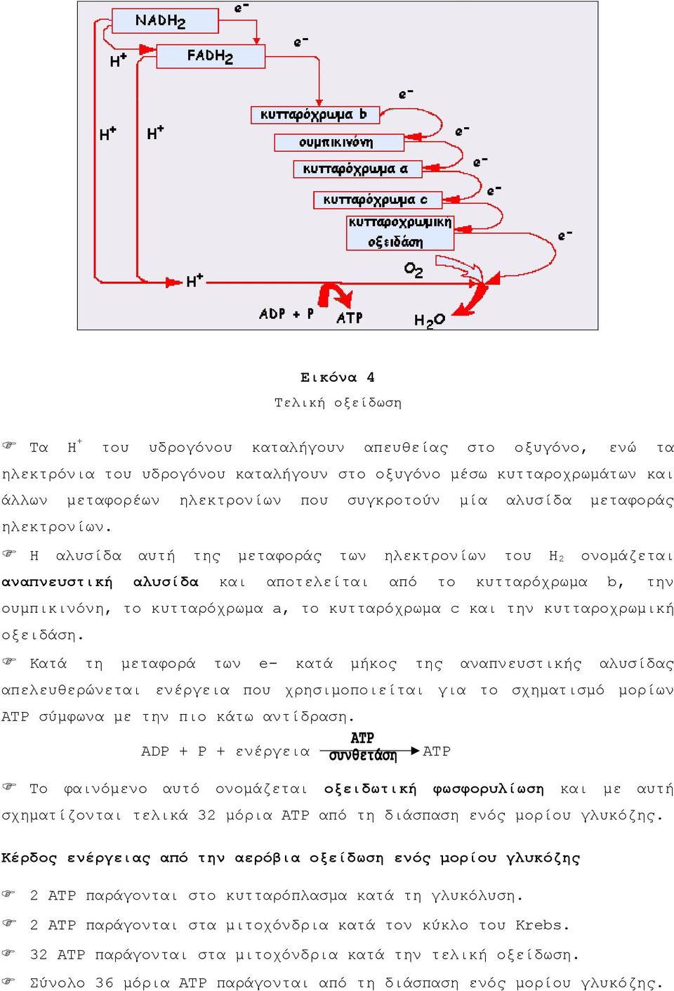 Η αλυσίδα αυτή της μεταφοράς των ηλεκτρονίων του Η 2 ονομάζεται αναπνευστική αλυσίδα και αποτελείται από το κυτταρόχρωμα b, την ουμπικινόνη, το κυτταρόχρωμα a, το κυτταρόχρωμα c και την