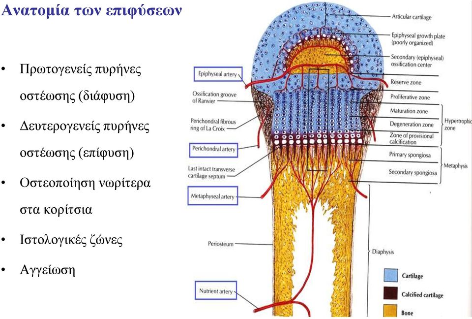 πυρήνες οστέωσης (επίφυση) Οστεοποίηση