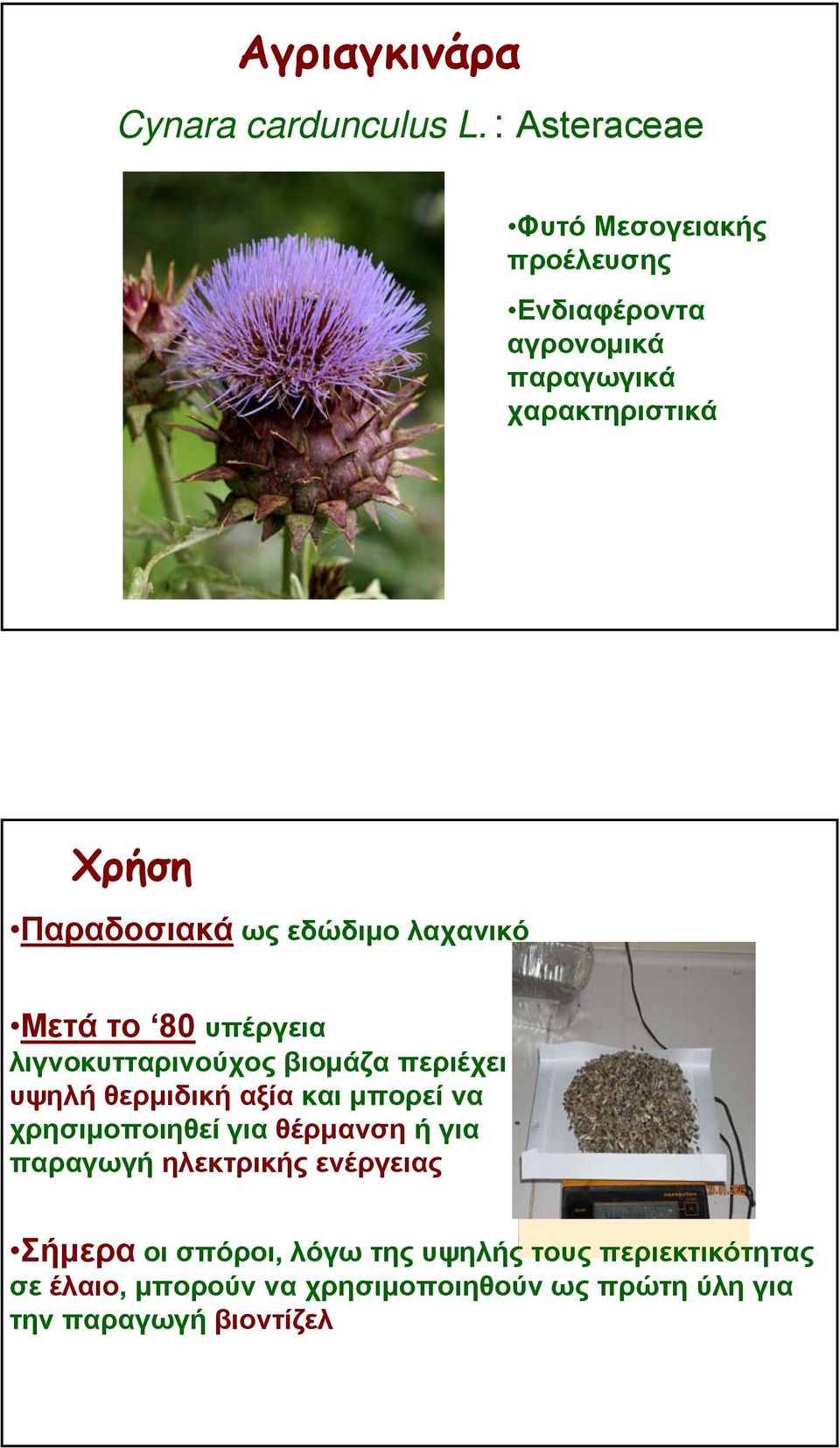 εδώδιμο λαχανικό Μετά το 80 υπέργεια λιγνοκυτταρινούχος βιομάζα περιέχει υψηλή θερμιδική αξία καιμπορείνα