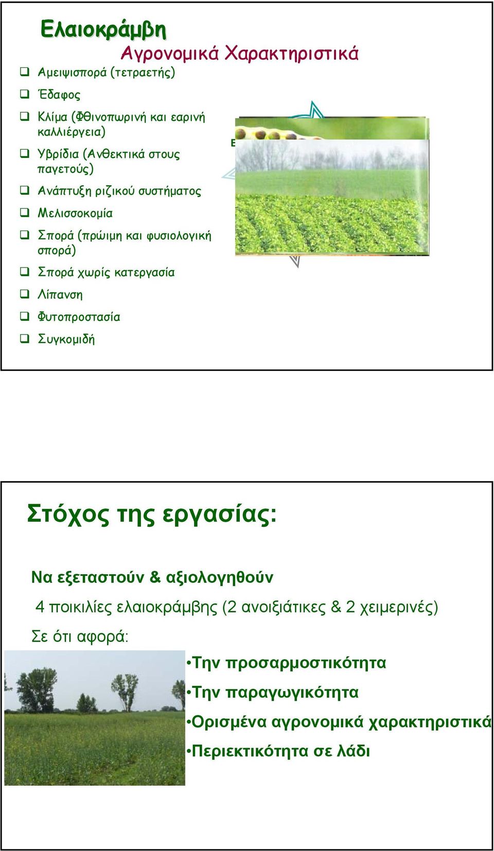 Φυτοπροστασία Συγκομιδή Ελαιοκράμβη Κριθάρι Σιτάρι Σιτάρι Στόχος της εργασίας: Να εξεταστούν & αξιολογηθούν 4 ποικιλίες ελαιοκράμβης