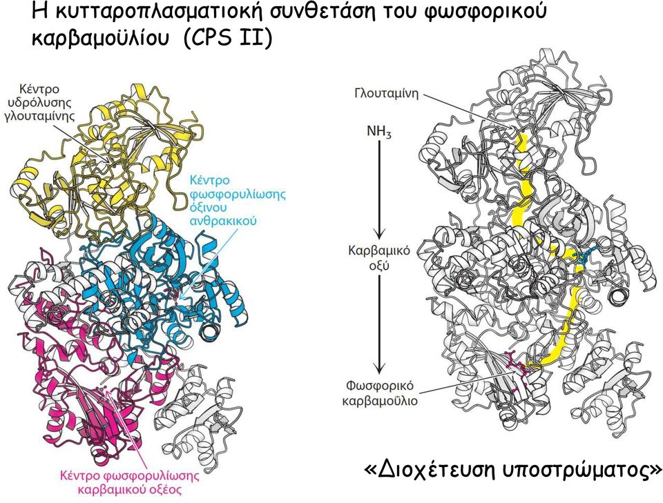 φωσφορικού καρβαμοϋλίου