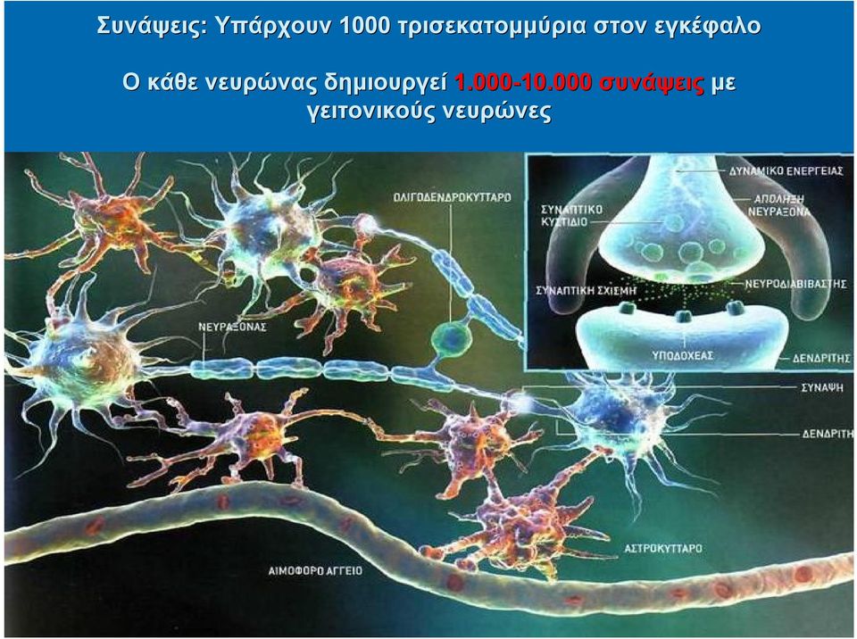 κάθε νευρώνας δημιουργεί 1.000-10.