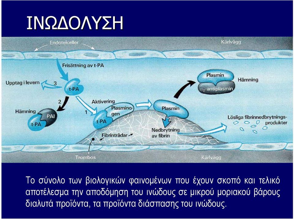 αποδόμηση του ινώδους σε μικρού μοριακού