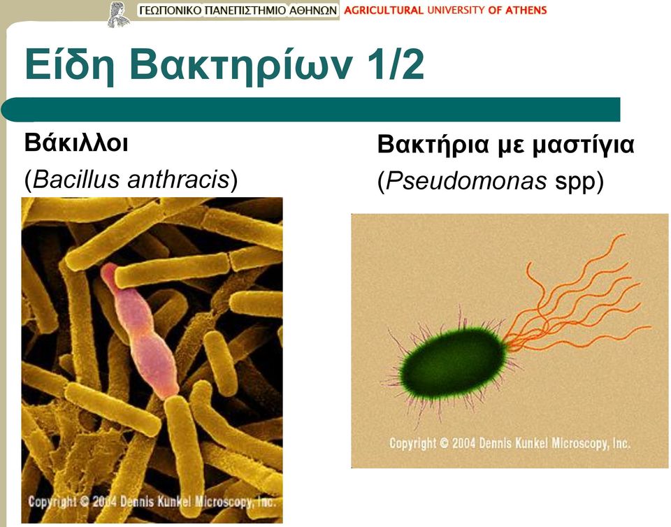 anthracis) Βακτήρια