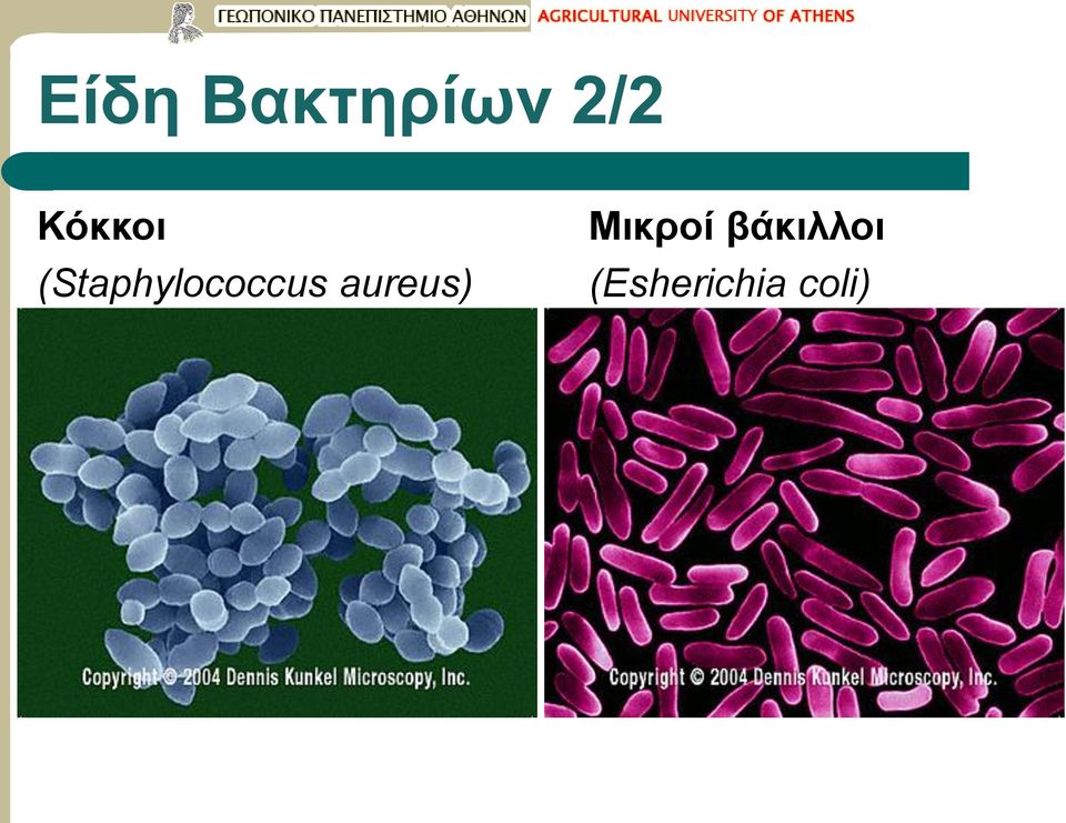 (Staphylococcus