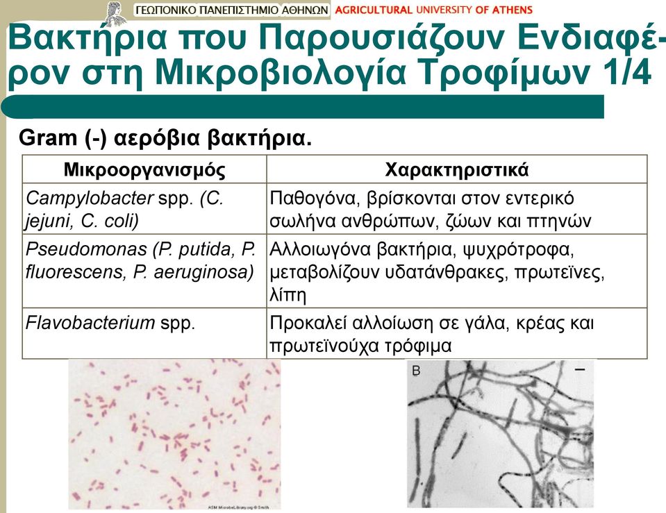 Παθογόνα, βρίσκονται στον εντερικό σωλήνα ανθρώπων, ζώων και πτηνών Αλλοιωγόνα βακτήρια,