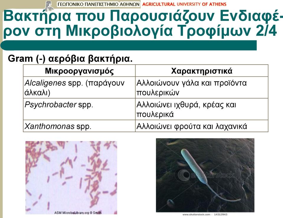 Xanthomonas spp.