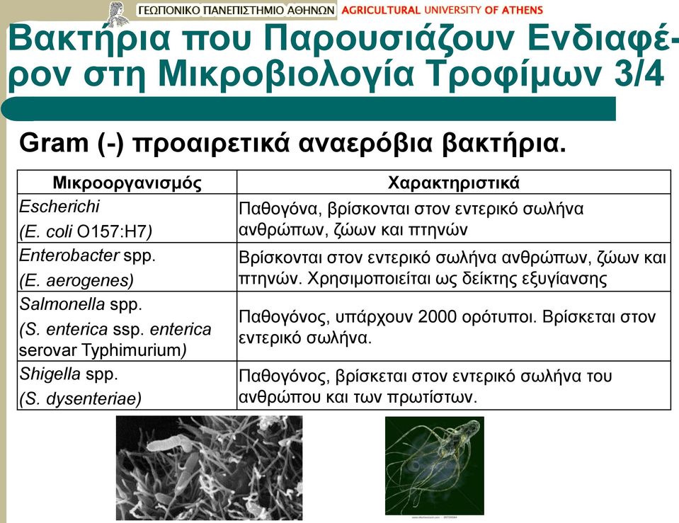 dysenteriae) Παθογόνα, βρίσκονται στον εντερικό σωλήνα ανθρώπων, ζώων και πτηνών Βρίσκονται στον εντερικό σωλήνα ανθρώπων, ζώων και