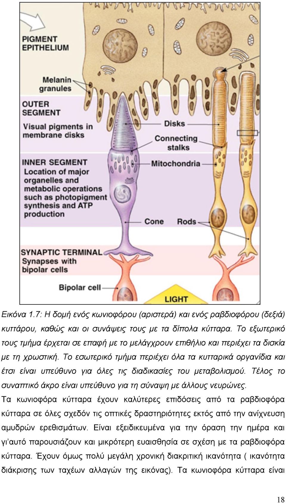 Το εσωτερικό τµήµα περιέχει όλα τα κυτταρικά οργανίδια και έτσι είναι υπεύθυνο για όλες τις διαδικασίες του µεταβολισµού. Τέλος το συναπτικό άκρο είναι υπεύθυνο για τη σύναψη µε άλλους νευρώνες.