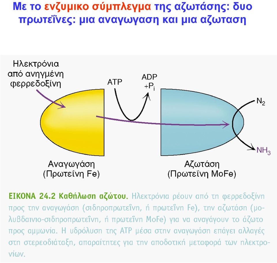 αζωτάσης: δυο