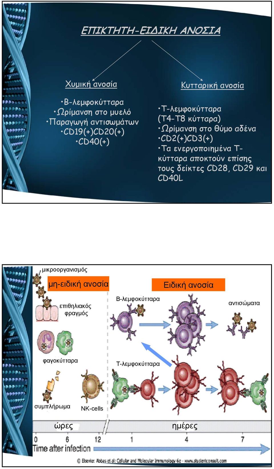 ενεργοποιημένα Τ- κύτταρα αποκτούν επίσης τους δείκτες CD28, CD29 και CD40L μικροοργανισμός μη-ειδική