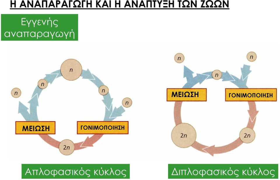 ΓΟΝΙΜΟΠΟΙΗΣΗ ΜΕΙΩΣΗ ΓΟΝΙΜΟΠΟΙΗΣΗ