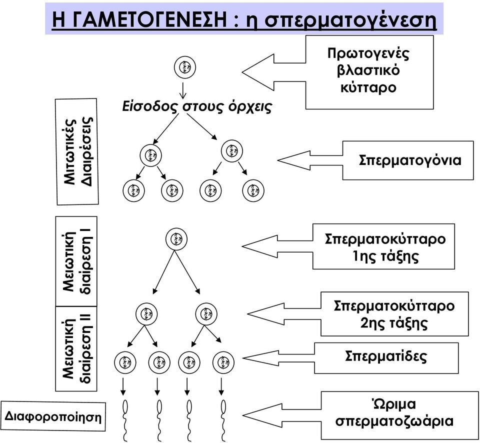 Μειωτική διαίρεση Ι Μειωτική διαίρεση ΙΙ Σπερματοκύτταρο 1ης