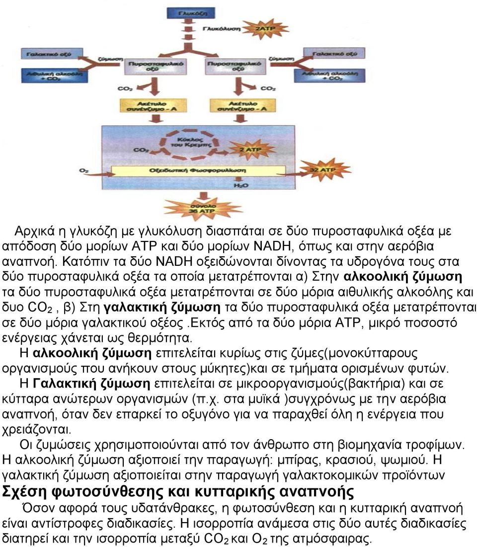 αλκοόλης και δυο CO 2, β) Στη γαλακτική ζύμωση τα δύο πυροσταφυλικά οξέα μετατρέπονται σε δύο μόρια γαλακτικού οξέος.εκτός από τα δύο μόρια ΑΤΡ, μικρό ποσοστό ενέργειας χάνεται ως θερμότητα.