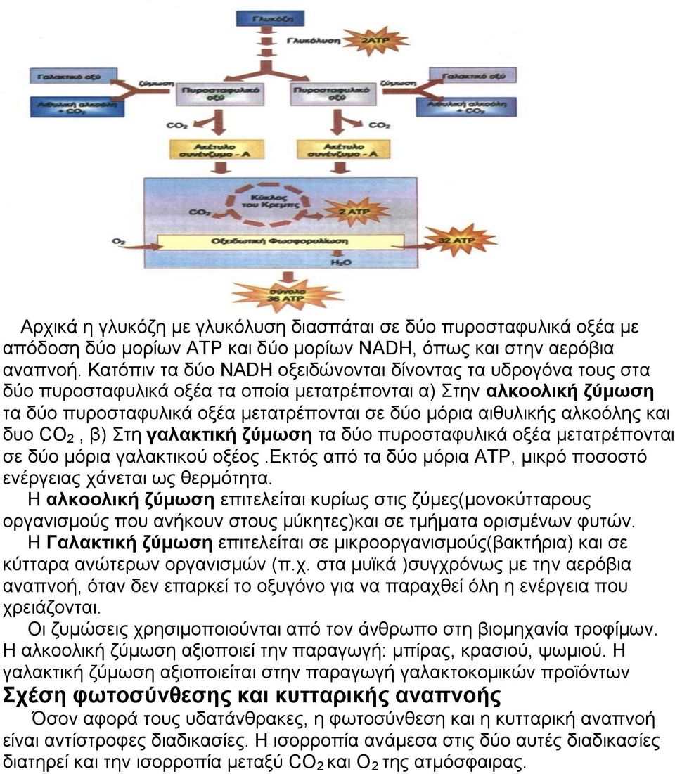 αλκοόλης και δυο CO 2, β) Στη γαλακτική ζύμωση τα δύο πυροσταφυλικά οξέα μετατρέπονται σε δύο μόρια γαλακτικού οξέος.εκτός από τα δύο μόρια ΑΤΡ, μικρό ποσοστό ενέργειας χάνεται ως θερμότητα.