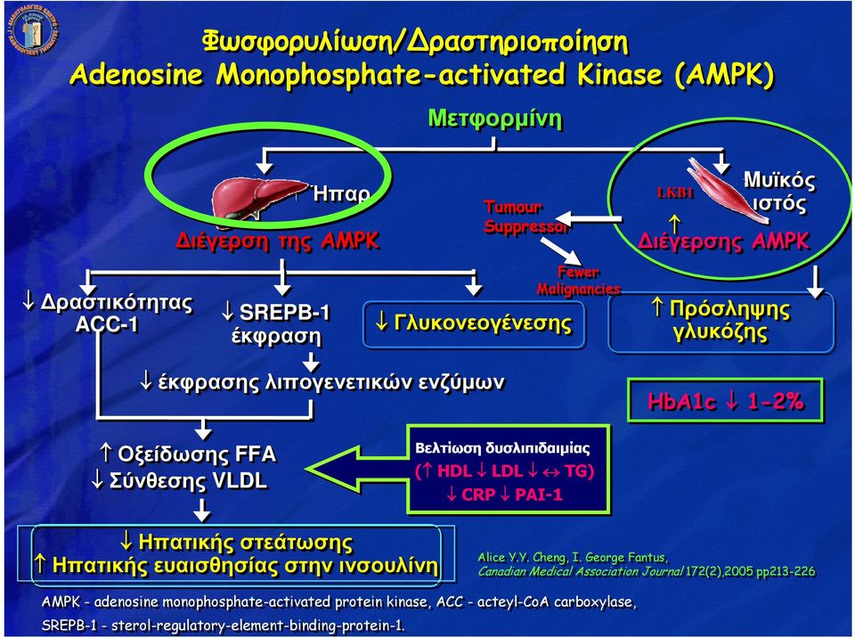 Βελτίωση δυσλιπιδαιµίας ( HDL LDL TG) CRP PAI-1 Ηπατικής στεάτωσης Ηπατικής ευαισθησίας στην ινσουλίνη Alice Y.Y. Cheng, I.