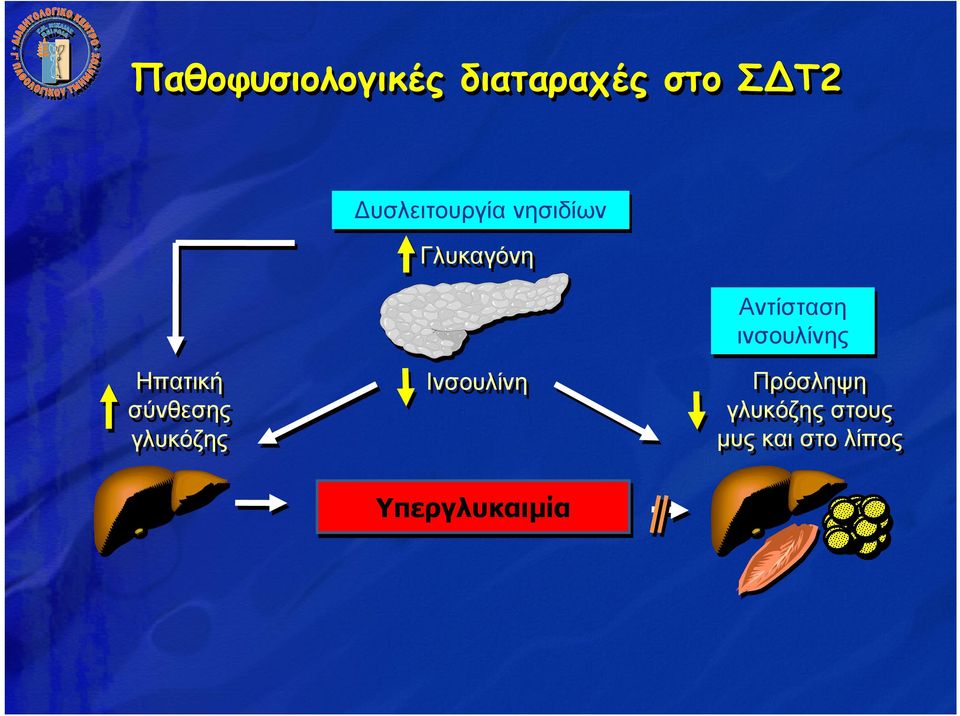σύνθεσης σύνθεσης γλυκόζης γλυκόζης Ινσουλίνη Ινσουλίνη Υπεργλυκαιµία