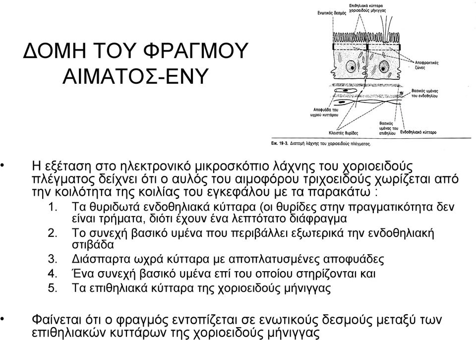 Τα θυριδωτά ενδοθηλιακά κύτταρα (οι θυρίδες στην πραγματικότητα δεν είναι τρήματα, διότι έχουν ένα λεπτότατο διάφραγμα Το συνεχή βασικό υμένα που περιβάλλει εξωτερικά την