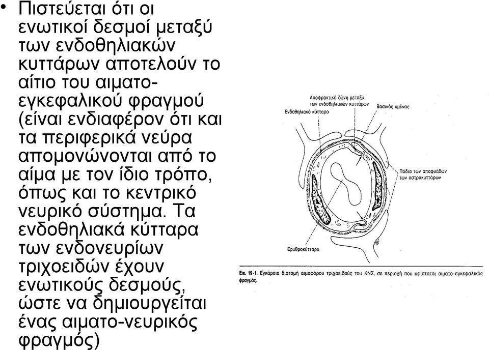 αίμα με τον ίδιο τρόπο, όπως και το κεντρικό νευρικό σύστημα.