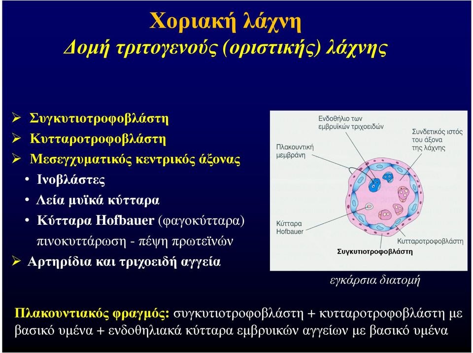 πινοκυττάρωση - πέψη πρωτεϊνών Αρτηρίδια και τριχοειδή αγγεία εγκάρσια διατοµή