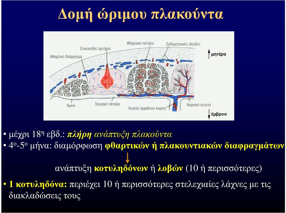 πλακουντιακώνδιαφραγµάτων ανάπτυξη κοτυληδόνων ή λοβών (10 ή