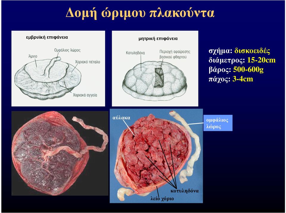 15-20cm βάρος: 500-600g πάχος: