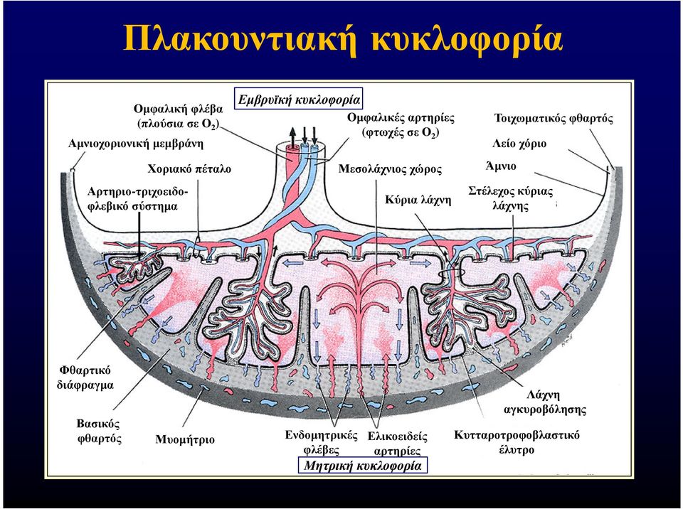 λάχνη Τοιχωµατικός φθαρτός Λείο χόριο Άµνιο Στέλεχος κύριας λάχνης Φθαρτικό διάφραγµα Βασικός φθαρτός