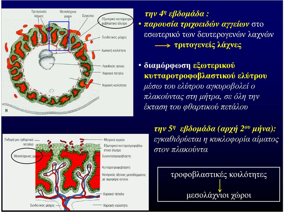 αγκυροβολεί ο πλακούντας στη µήτρα, σε όλη την έκταση του φθαρτικού πετάλου την 5η εβδοµάδα