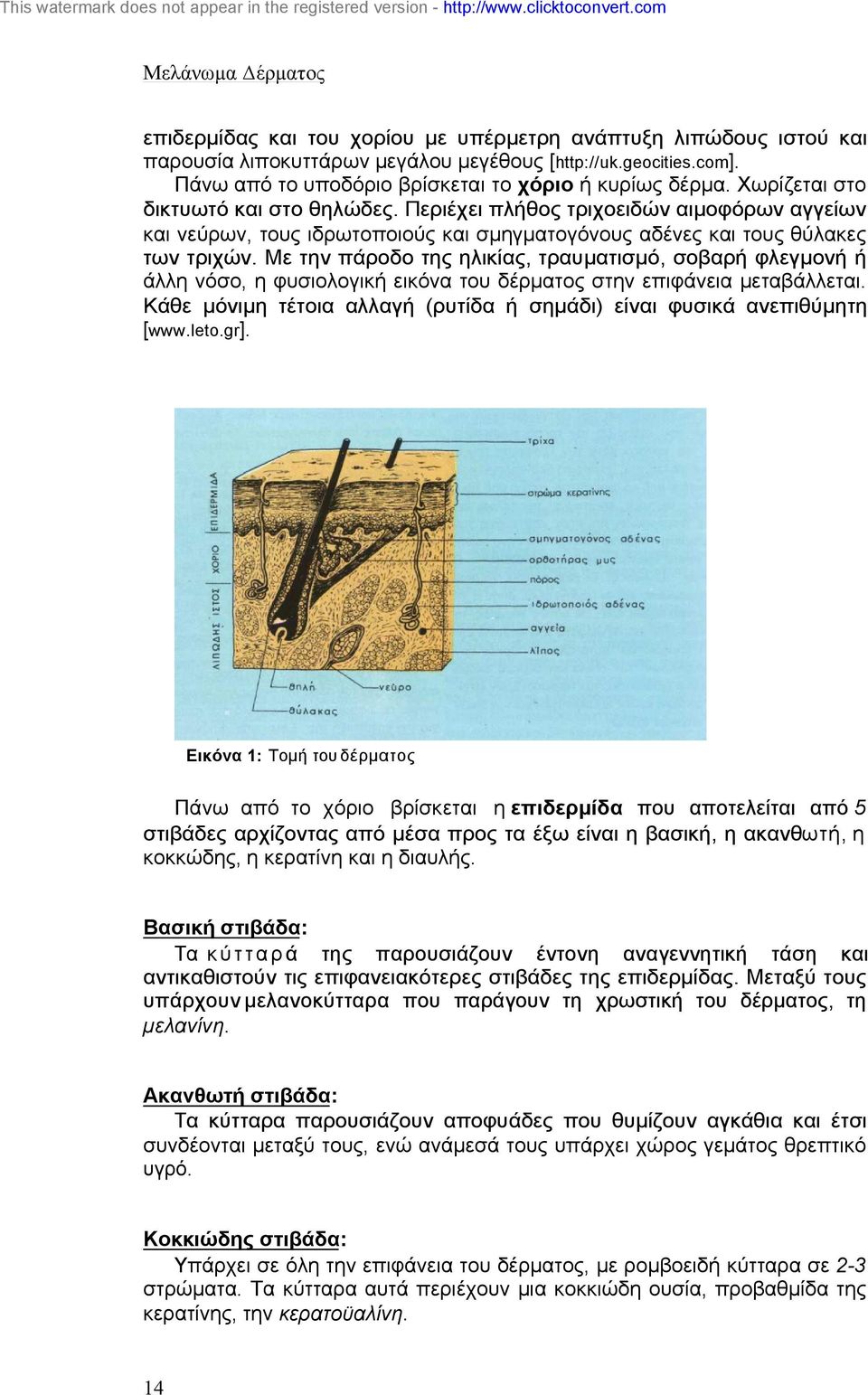 Περιέχει πλήθος τριχοειδών αιµοφόρων αγγείων και νεύρων, τους ιδρωτοποιούς και σµηγµατογόνους αδένες και τους θύλακες των τριχών.