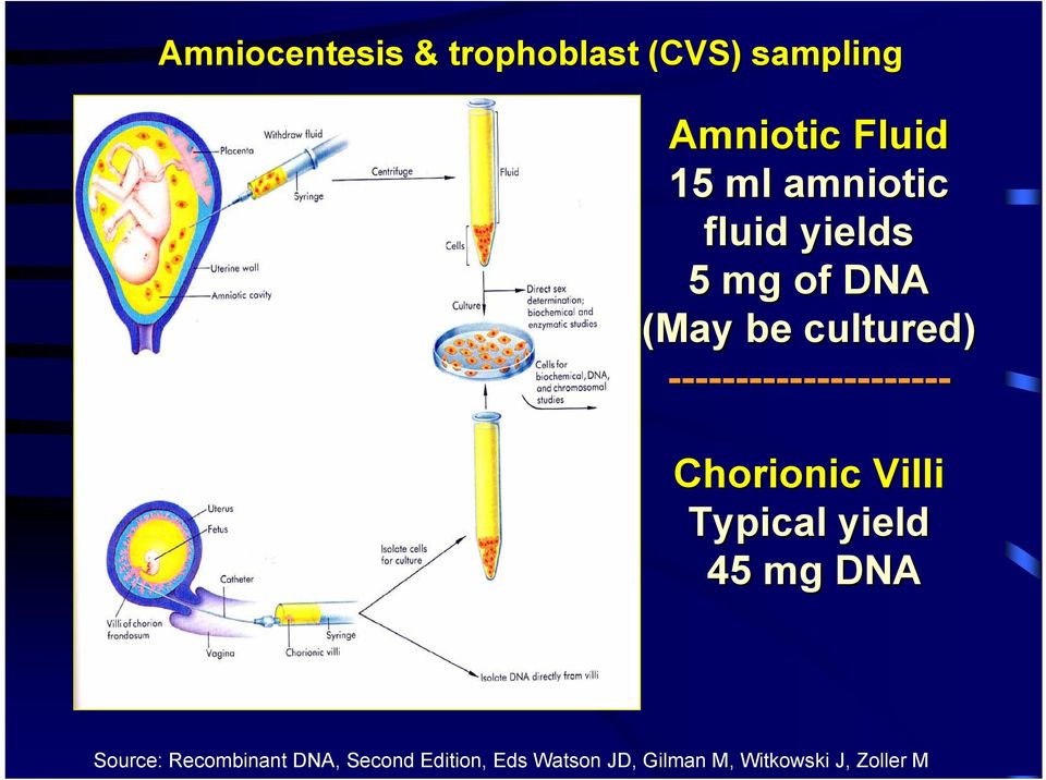 --------------------- Chorionic Villi Typical yield 45 mg DNA