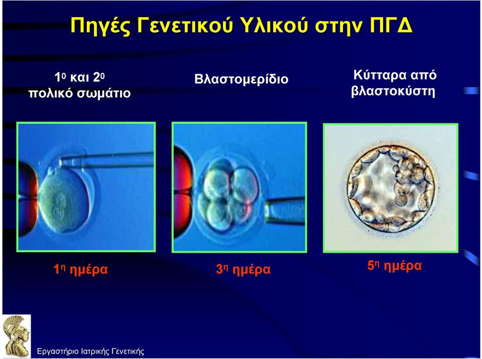 Κύτταρα από βλαστοκύστη 1 η ημέρα 3 η