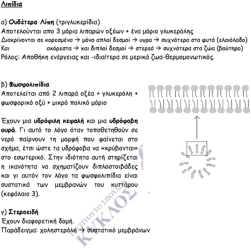 β) Φωσφολιπίδια Αποτελείται από 2 λιπαρά οξέα + γλυκερόλη + φωσφορικό οξύ + µικρό πολικό µόριο Έχουν µια υδρόφιλη κεφαλή και µια υδρόφοβη ουρά.