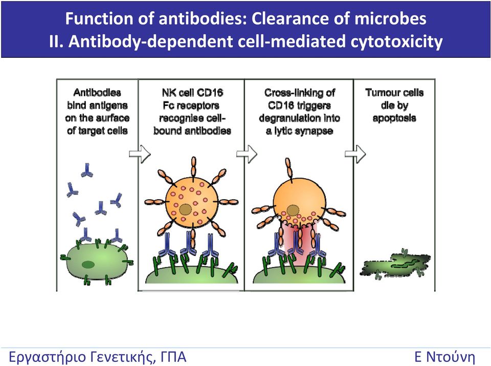 II. Antibody dependent