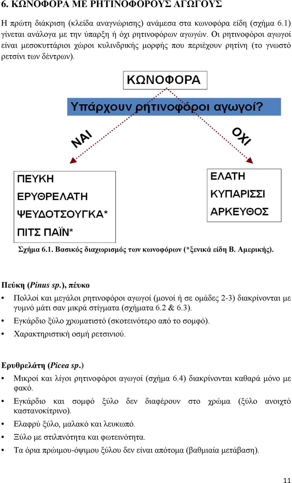Πεύκη (Pinus sp.), πέυκο Πολλοί και μεγάλοι ρητινοφόροι αγωγοί (μονοί ή σε ομάδες 2-3) διακρίνονται με γυμνό μάτι σαν μικρά στίγματα (σχήματα 6.2 & 6.3). Εγκάρδιο ξύλο χρωματιστό (σκοτεινότερο από το σομφό).
