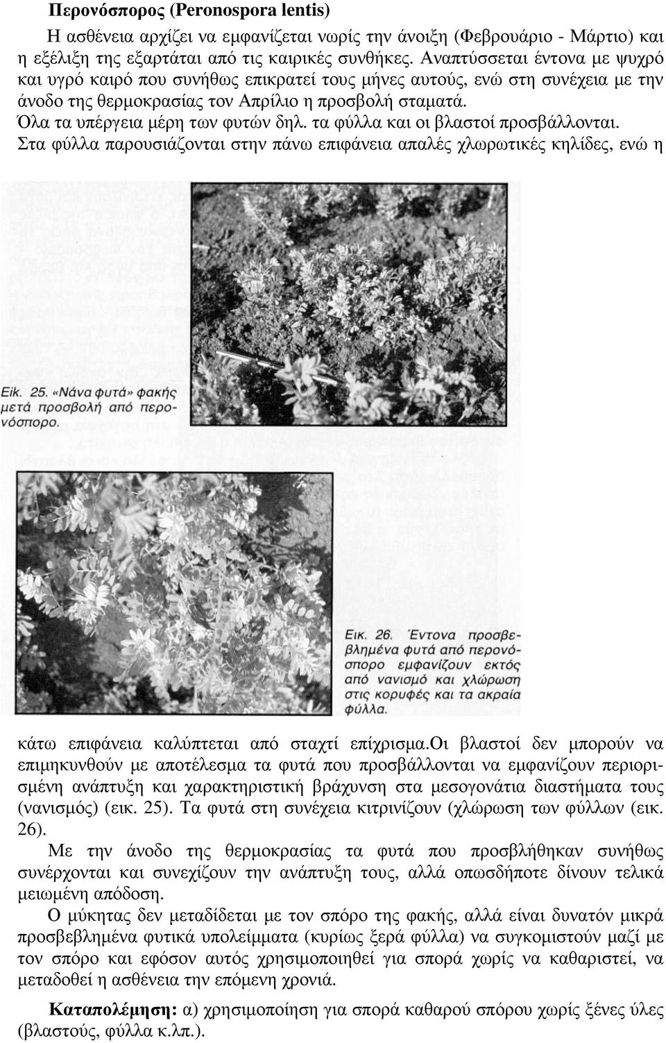 τα φύλλα και οι βλαστοί προσβάλλονται. Στα φύλλα παρουσιάζονται στην πάνω επιφάνεια απαλές χλωρωτικές κηλίδες, ενώ η κάτω επιφάνεια καλύπτεται από σταχτί επίχρισµα.