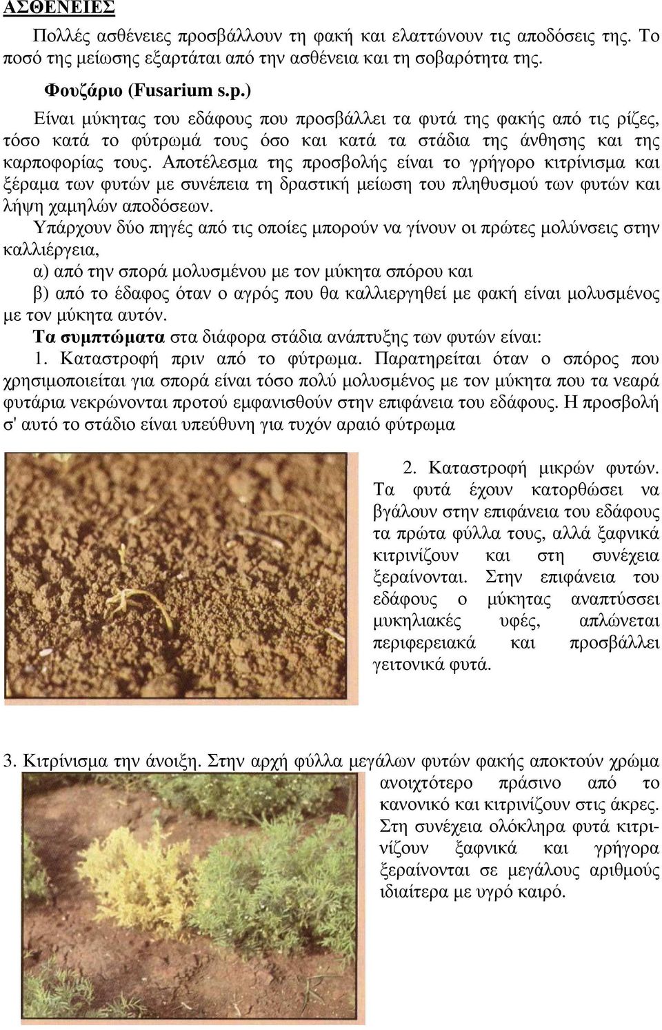 Αποτέλεσµα της προσβολής είναι το γρήγορο κιτρίνισµα και ξέραµα των φυτών µε συνέπεια τη δραστική µείωση του πληθυσµού των φυτών και λήψη χαµηλών αποδόσεων.